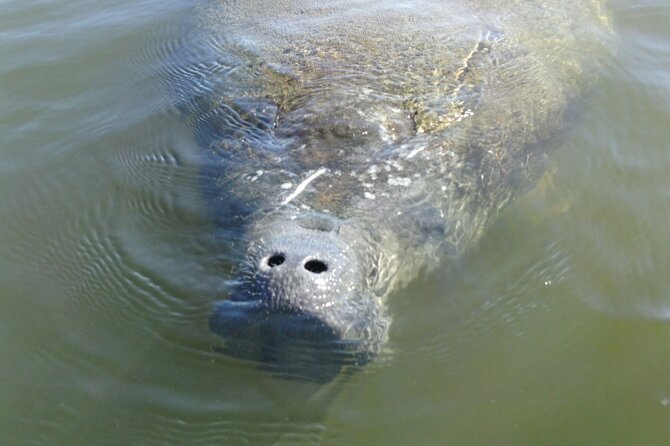 Guided Dolphin Eco Tour by Kayak & SUP - Fort Myers Beach, FL - The guides shape the experience