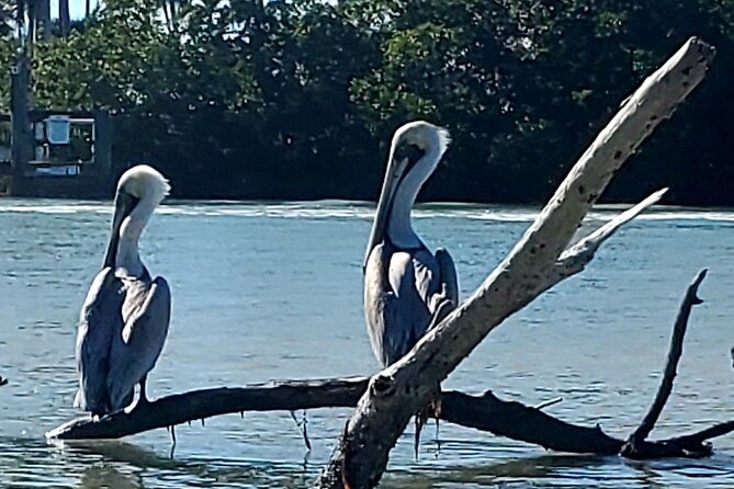 Guided Dolphin Eco Tour by Kayak & SUP - Fort Myers Beach, FL - How the $50 price compares with the experience
