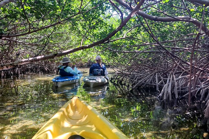 Guided Mangrove Eco Tours Kayak or Paddleboard Adventure - Key points at a glance