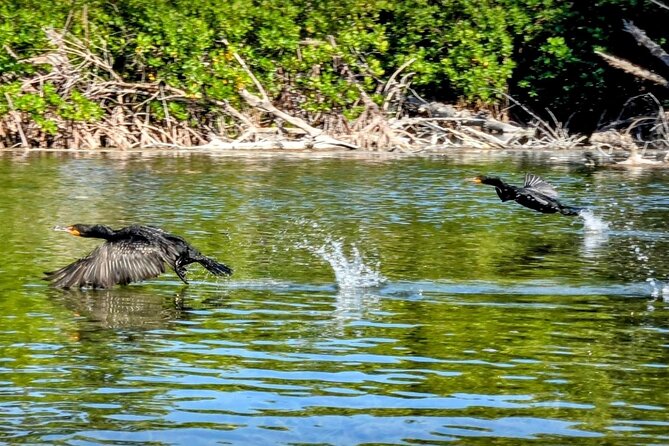 Guided Mangrove Eco Tours Kayak or Paddleboard Adventure - Paddling the mangrove trails near Key West