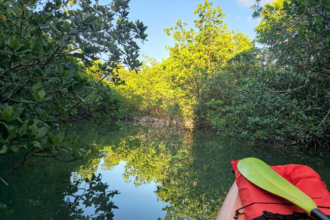 Guided Mangrove Eco Tours Kayak or Paddleboard Adventure - Why the small group matters