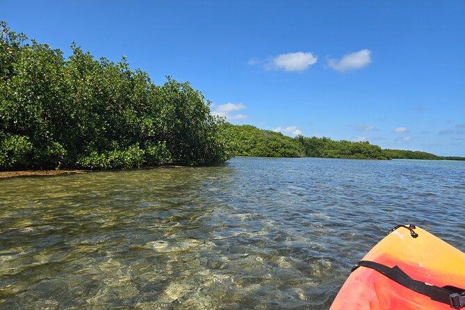 Guided Mangrove Eco Tours Kayak or Paddleboard Adventure - Hotel pickup and the Geiger Road meeting point