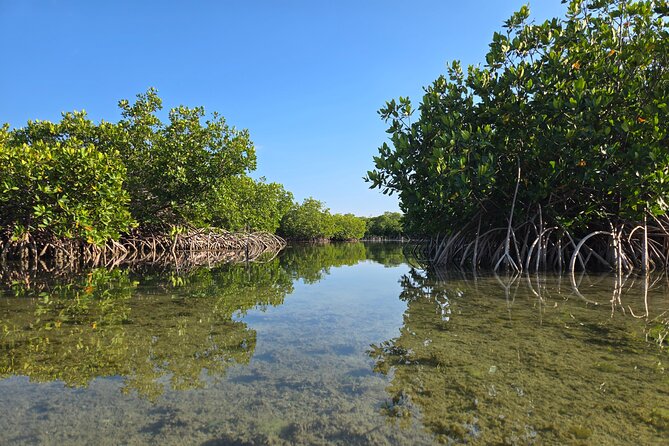 Guided Mangrove Eco Tours Kayak or Paddleboard Adventure - The value of bottled water, safety gear, and dry bags