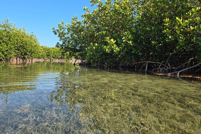 Guided Mangrove Eco Tours Kayak or Paddleboard Adventure - What the guide adds to the experience