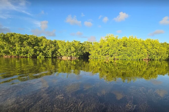 Guided Mangrove Eco Tours Kayak or Paddleboard Adventure - Who will get the most from this tour