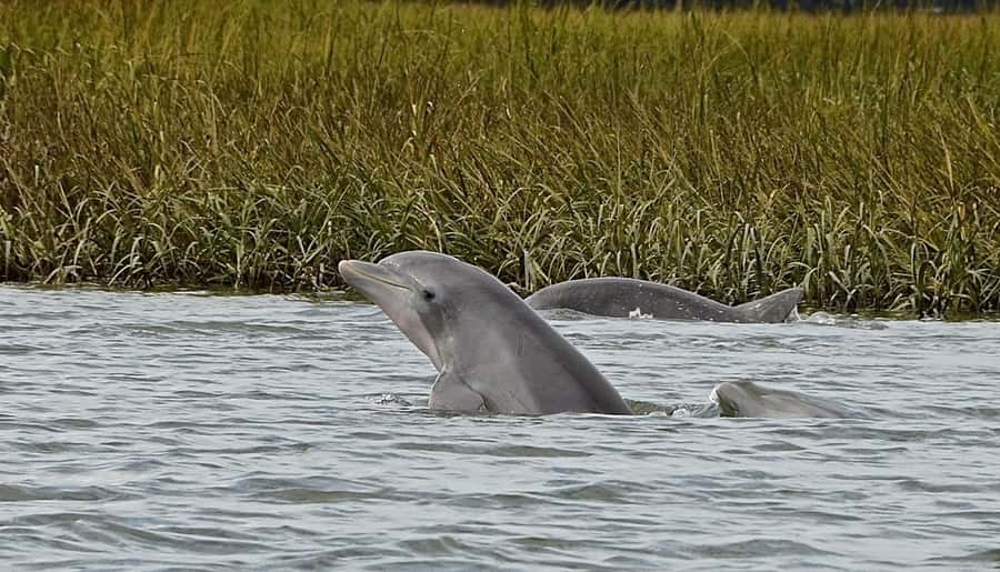Hilton Head: Family Paddleboarding Adventure - Paddling the calm creek at Shelter Cove