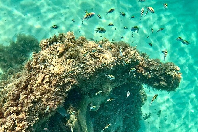 Hollywood Snorkel, Kayak & Paddleboard with Reefs and Sculptures - Key points to know before booking