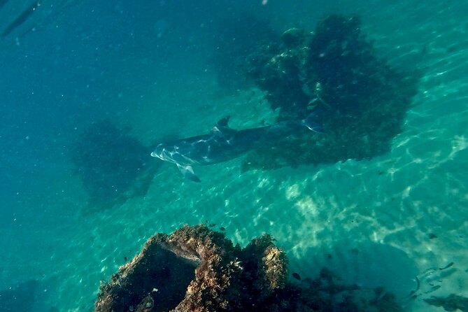 Hollywood Snorkel, Kayak & Paddleboard with Reefs and Sculptures - Practical tips for making the most of it