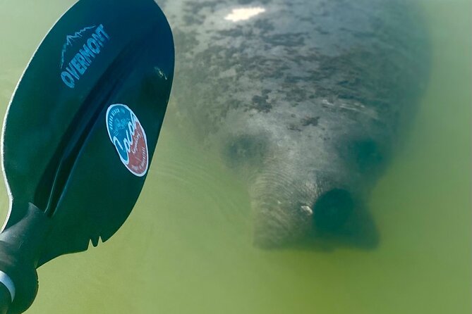 Indian River Clear Bottom Kayak or Paddleboarding Manatee and Dolphin Tour - My recommendation for the Indian River Lagoon