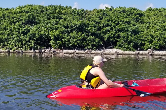 Indian River Clear Bottom Kayak or Paddleboarding Manatee and Dolphin Tour - Looking for dolphins and manatees