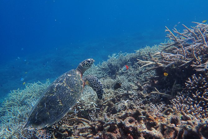 Iriomote Island 1-Day Snorkeling & Mangrove SUP or Canoe - The 11:30 break and the move to the coast