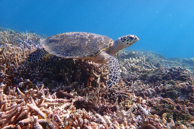 Iriomote Island 1-Day Snorkeling & Mangrove SUP or Canoe - Snorkeling near Barasu Island
