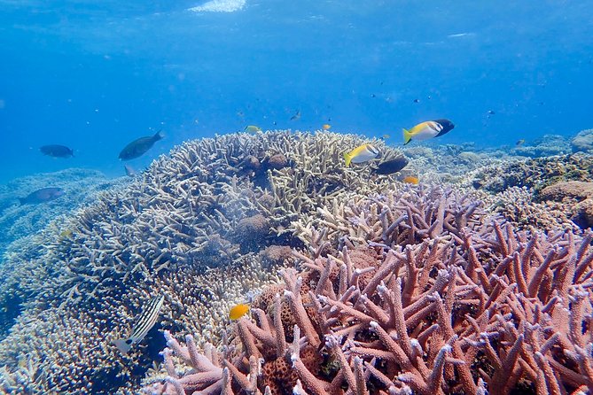 Iriomote Island 1-Day Snorkeling & Mangrove SUP or Canoe - Equipment, clothing, and the end of the afternoon