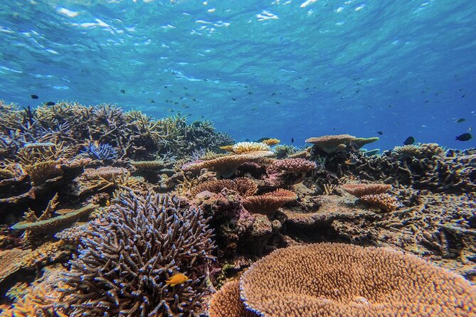 Iriomote Island 1-Day Snorkeling & Mangrove SUP or Canoe - Weather, cancellation, and planning details