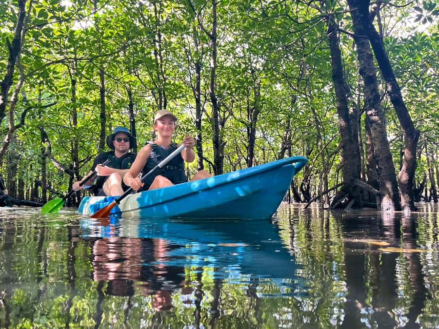 Iriomote island: Mangrove River SUP or Canoe Cruising Tour - What makes Iriomote’s mangroves worth your time