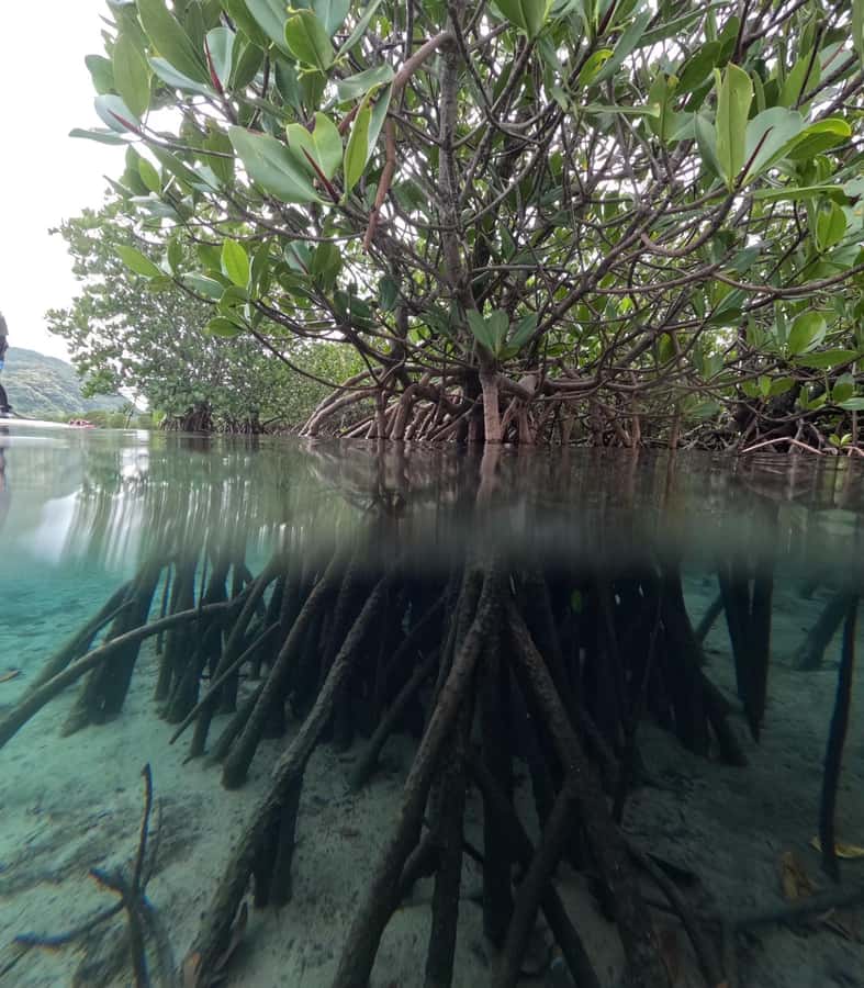 Iriomote island: Mangrove River SUP or Canoe Cruising Tour - Practical preparation for the best outing