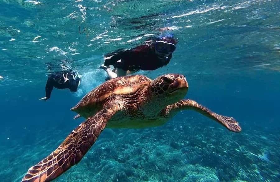 Iriomote Mangrove SUP and Snorkeling at Coral island - Key points before you book