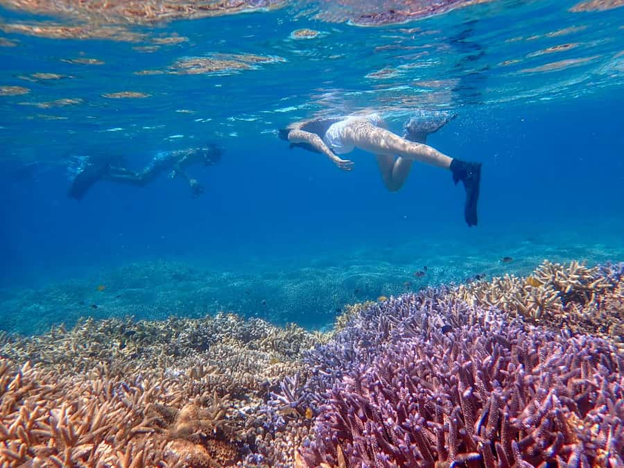Iriomote Mangrove SUP and Snorkeling at Coral island - Who should book this tour
