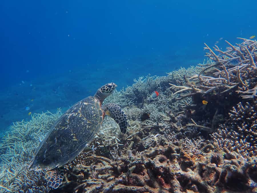Iriomote Mangrove SUP and Snorkeling at Coral island - Guides, group size, and language