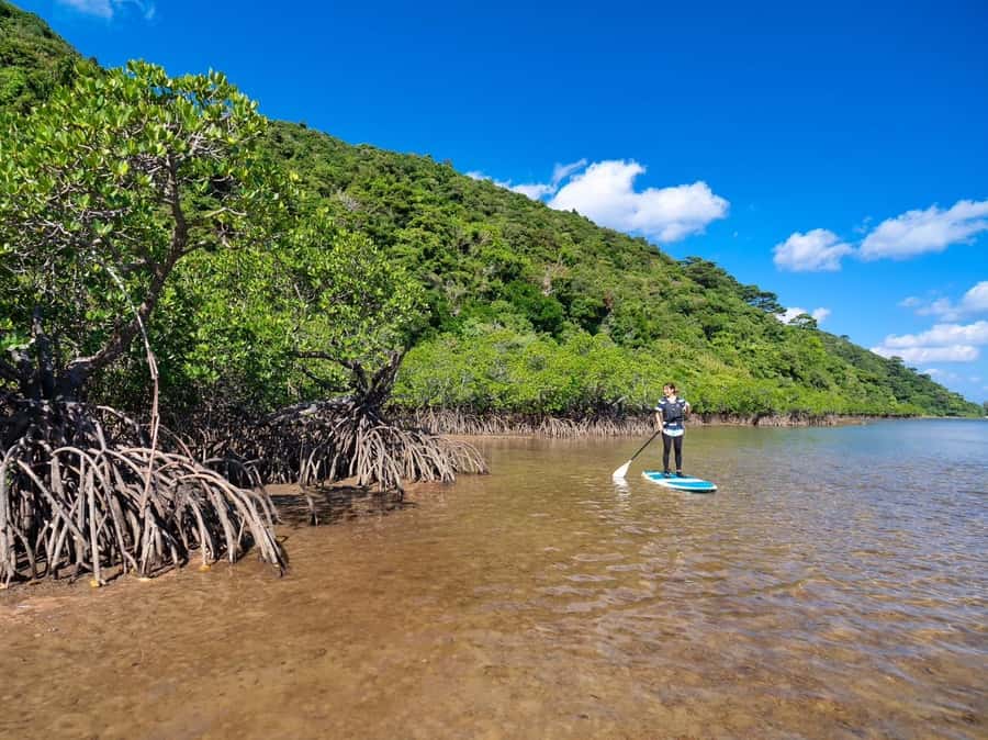 Iriomote Mangrove SUP and Snorkeling at Coral island - Is $96 a fair price?