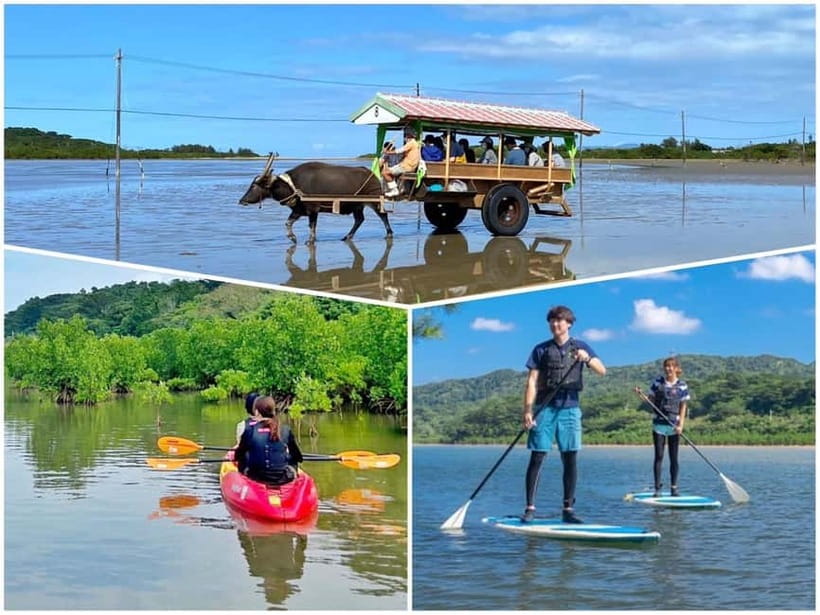 Iriomote: Mangrove SUP or Canoe and Yubujima sightseeing - Paddling through Iriomote’s sheltered mangroves