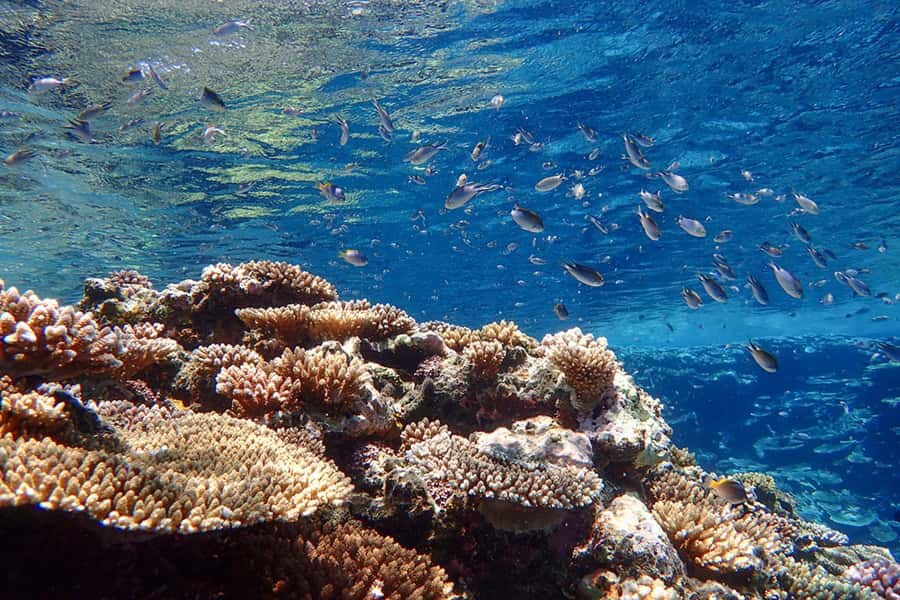 Ishigaki Island: SUP or Canoeing and Snorkeling at Blue Cave - The long break and local lunch