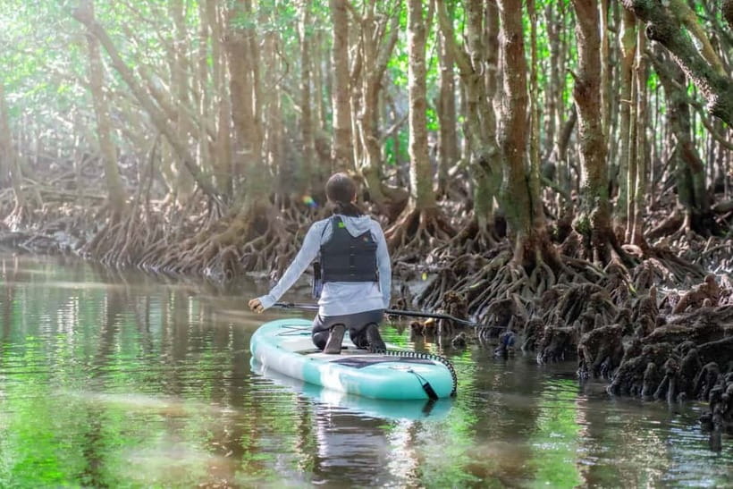 Ishigaki:Mangrove&Sea SUP/Kayak Tour with SLR&Drone footage - What the finished photos add to the price