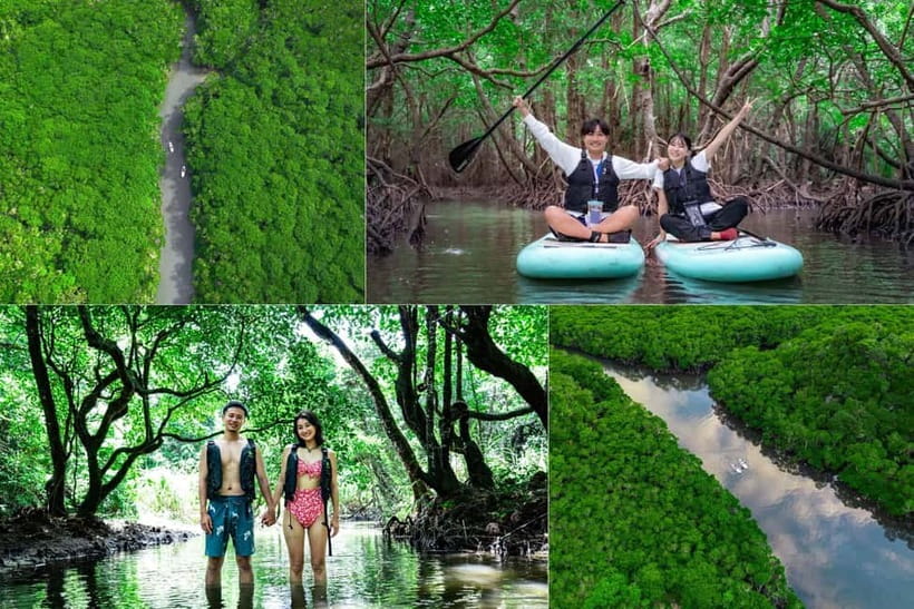 Ishigaki:Mangrove&Sea SUP/Kayak Tour with SLR&Drone footage - Paddling through the Fukidogawa mangroves