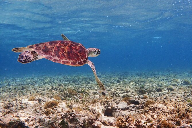 [Ishigaki]Mangrove SUP/Canoe + Blue Cave Snorkeling - Guides, language, and the value of photo data