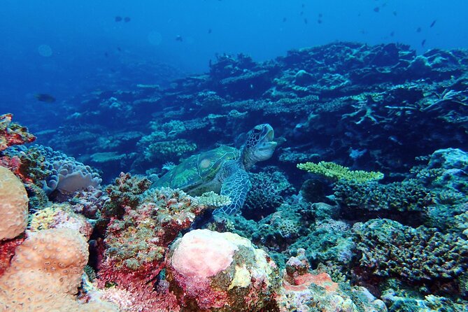 [Ishigaki]Mangrove SUP/Canoe + Blue Cave Snorkeling - Who will enjoy this package most
