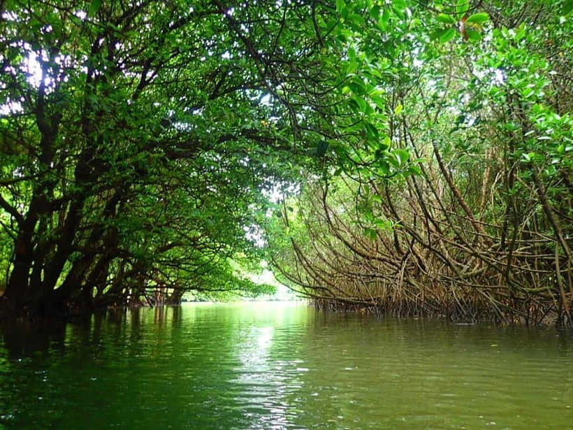 Ishigaki: Mangrove SUP or Canoe & Phantom Island Snorkeling - Starting at Ishigaki Ferry Terminal