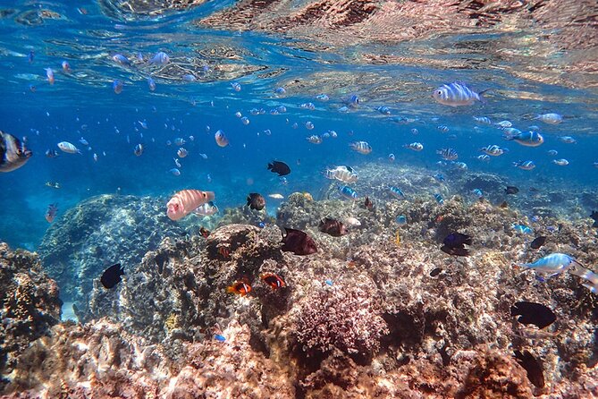 Ishigaki Mangrove SUP or Canoeing and Phantom Island Snorkeling - What the guide support is like