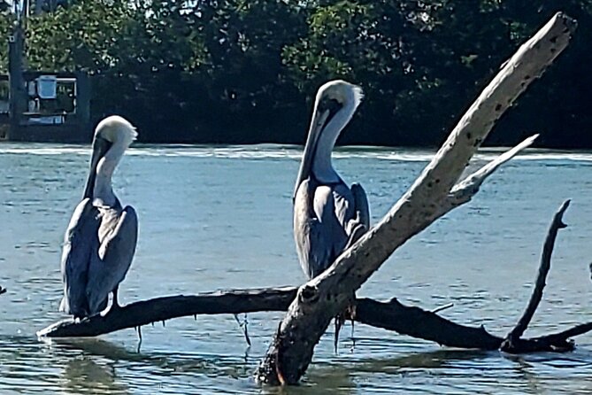 Kayak and SUP Rentals - Big Hickory Island - Fort Myers Beach, FL - Wildlife, weather, and the feel of the water