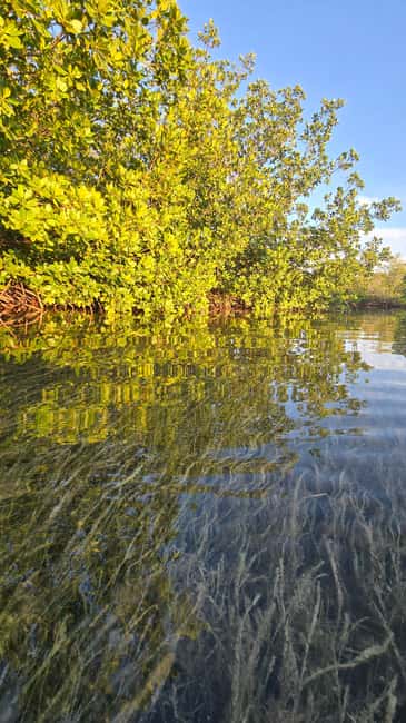 Key West: Kayak or Paddleboard Rental - Key details before you paddle