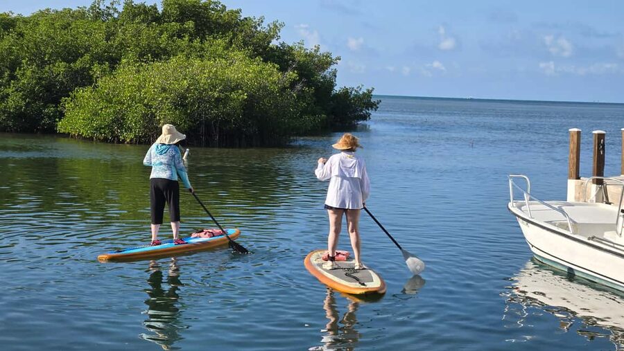 Key West: Kayak or Paddleboard Rental - Wildlife to watch for around Geiger Key