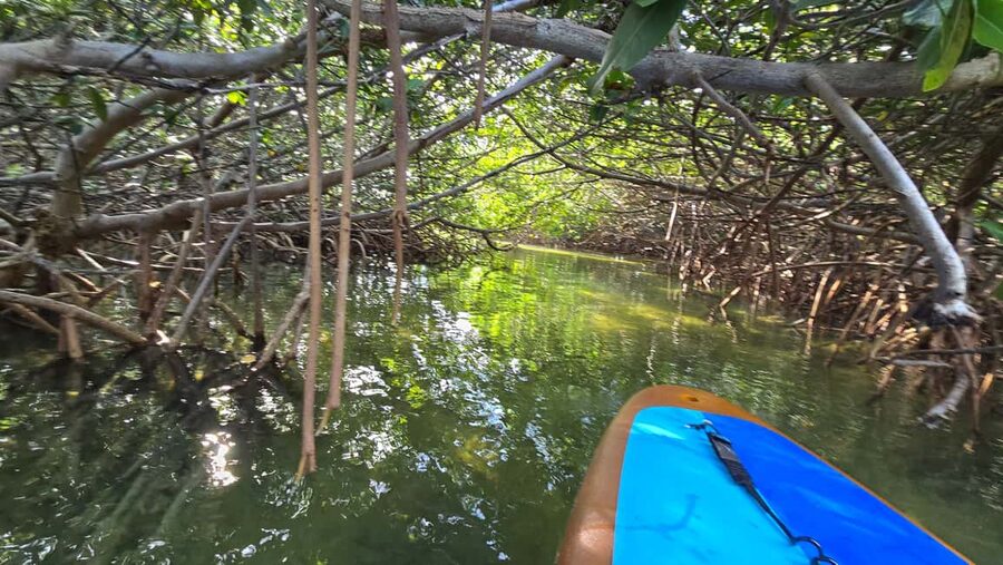 Key West: Kayak or Paddleboard Rental - Who will enjoy this most