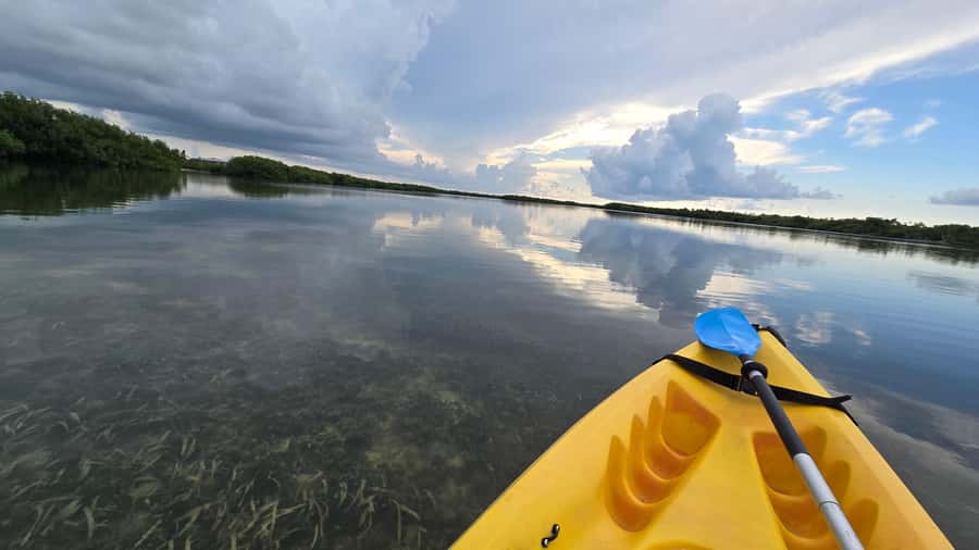 Key West: Mangrove Kayak or SUP Eco Tour - Key points to know before you paddle