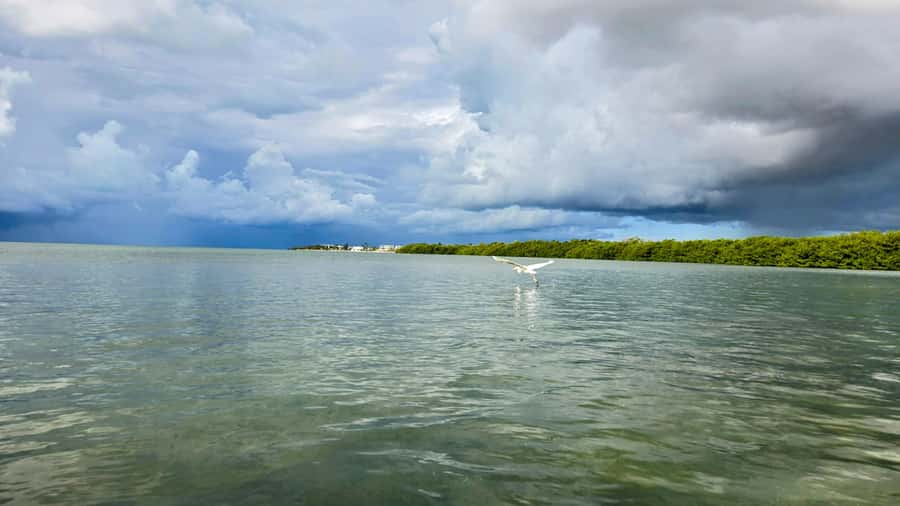 Key West: Mangrove Kayak or SUP Eco Tour - What the two hours feel like