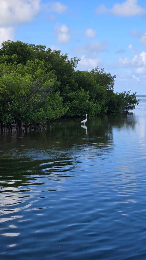 Key West: Mangrove Kayak or SUP Eco Tour - What happens from pickup to paddle