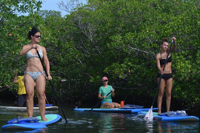 Key West Stand Up Paddleboard Rental - What the Wildlife Adds to the Experience