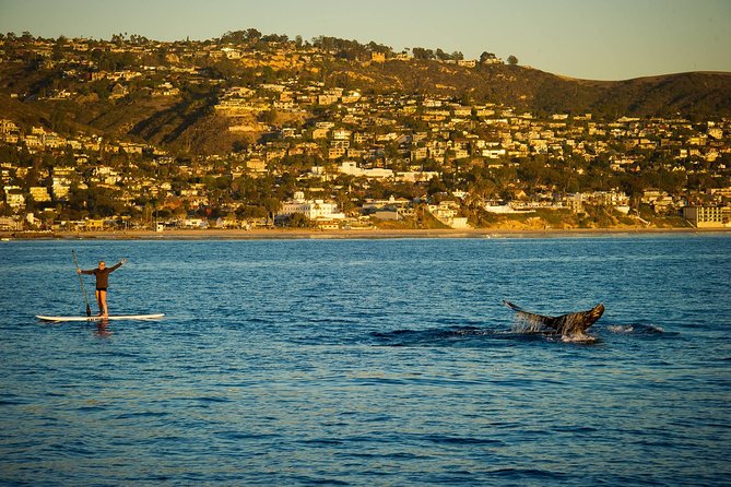 Laguna Beach SUP Lesson and Tour - Why this Laguna Beach paddle is more than a board rental