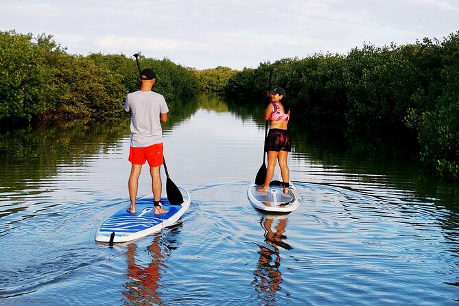 Learn Paddle Board and Explore the Mangroves of Progreso - Key points to know