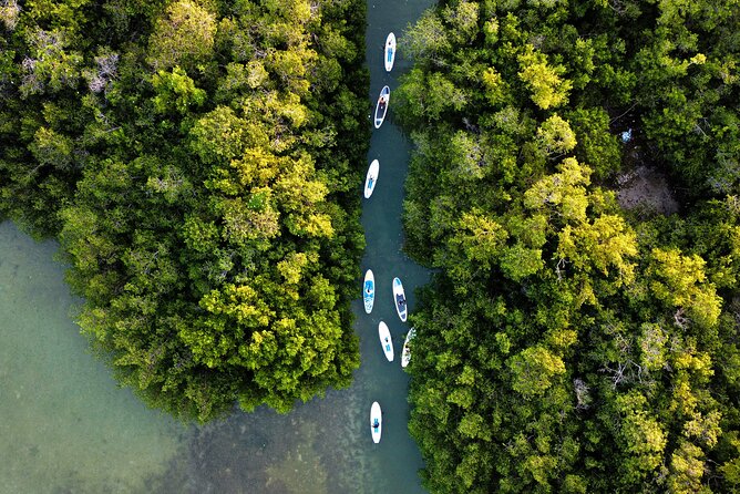 Learn Paddle Board and Explore the Mangroves of Progreso - Learning to stand, sit, and steer