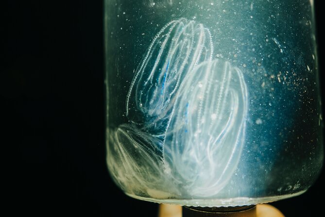 LED Bio Comb Jelly Clear Bottom Kayak or Paddleboard Tour! - LED Lights and the View Below