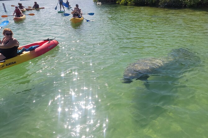 Mangrove Jungle Exploration on SUP/Kayak - Key points to know before you book