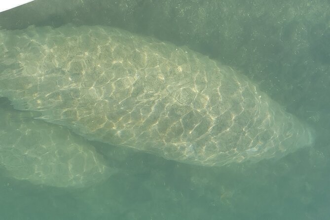 Mangrove Jungle Exploration on SUP/Kayak - Why Raccoon Island makes this more than a kayak lesson