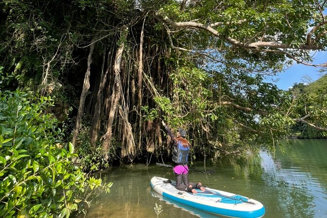 Mangrove SUP in Okinawa - Key Points for Choosing This Kadena SUP Tour