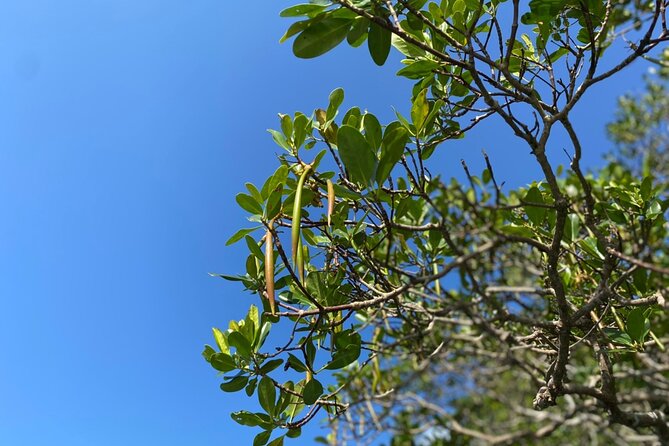 Mangrove SUP in Okinawa - A Beginner-Friendly Lesson, Not a Test