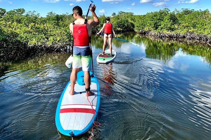 Mangrove SUP Safari - A calm cove makes the first 15 minutes easier