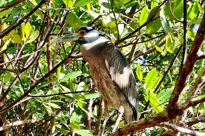 Mangrove SUP Safari - Why the small group changes the experience